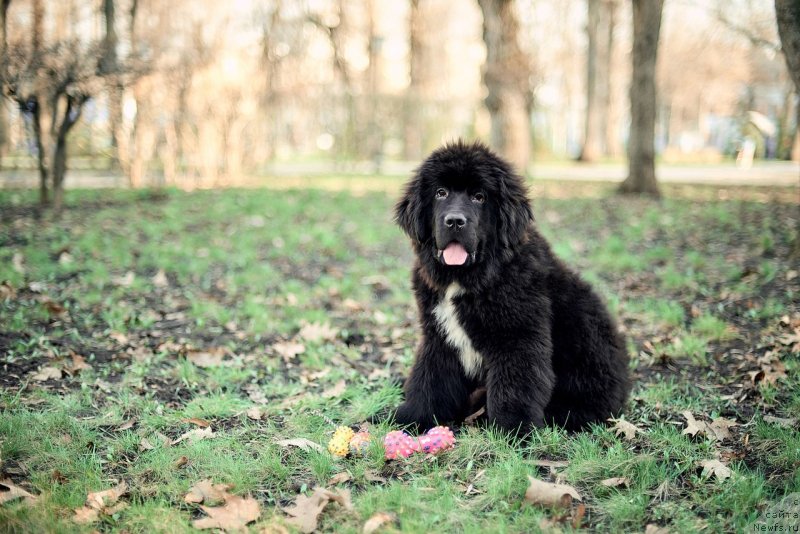 Фото: ньюфаундленд Belkonder-Klab Madam de Pompadur (Белкондер-Клаб Мадам де Помпадур)