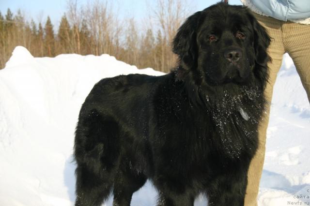 Фото: ньюфаундленд Kaiden Playful (Кайден Плейфул)