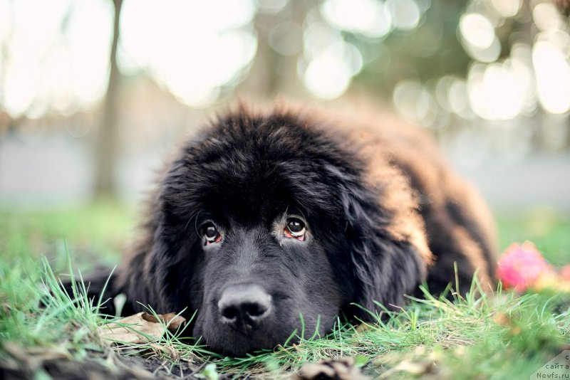 Фото: ньюфаундленд Belkonder-Klab Madam de Pompadur (Белкондер-Клаб Мадам де Помпадур)