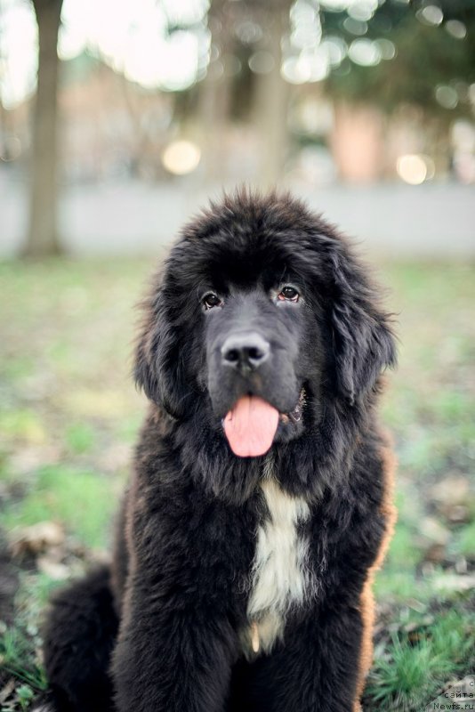 Фото: ньюфаундленд Belkonder-Klab Madam de Pompadur (Белкондер-Клаб Мадам де Помпадур)