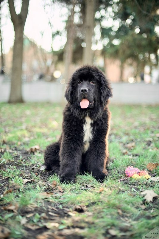 Фото: ньюфаундленд Belkonder-Klab Madam de Pompadur (Белкондер-Клаб Мадам де Помпадур)