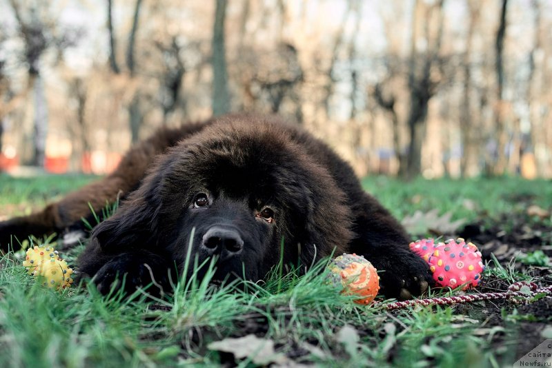 Фото: ньюфаундленд Belkonder-Klab Madam de Pompadur (Белкондер-Клаб Мадам де Помпадур)
