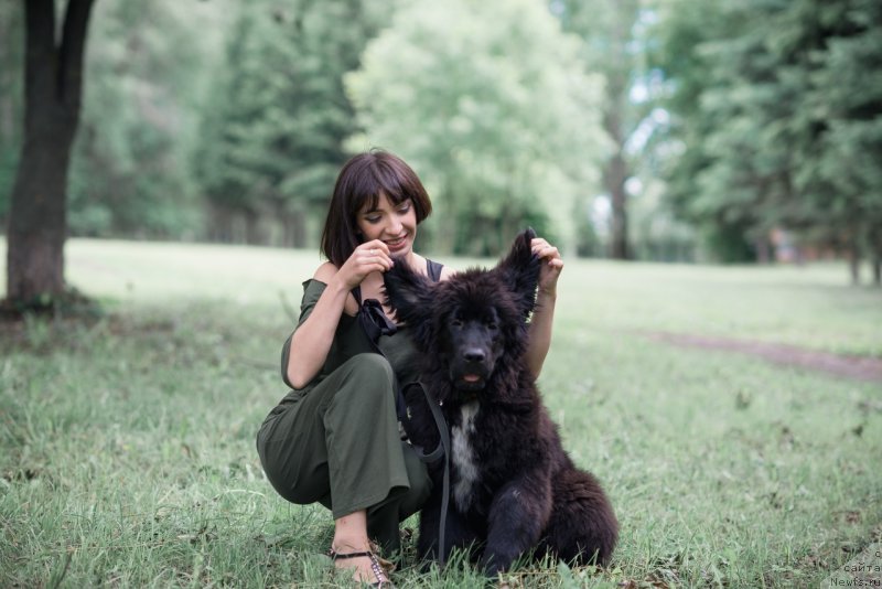 Фото: ньюфаундленд Belkonder-Klab Madam de Pompadur (Белкондер-Клаб Мадам де Помпадур), Mariya Ermachkova (Мария Ермачкова)