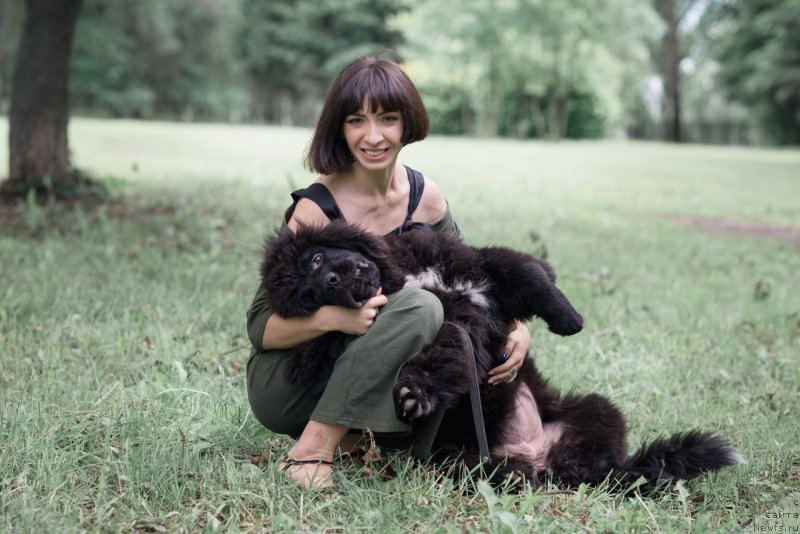 Фото: ньюфаундленд Belkonder-Klab Madam de Pompadur (Белкондер-Клаб Мадам де Помпадур), Mariya Ermachkova (Мария Ермачкова)
