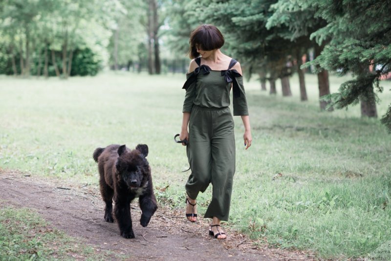 Фото: ньюфаундленд Belkonder-Klab Madam de Pompadur (Белкондер-Клаб Мадам де Помпадур), Mariya Ermachkova (Мария Ермачкова)