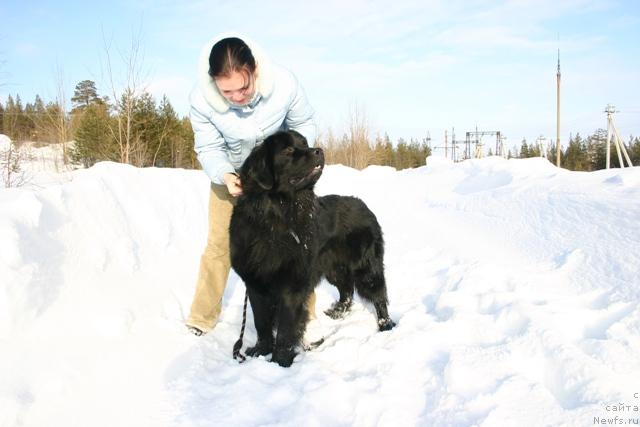 Фото: ньюфаундленд Kaiden Playful (Кайден Плейфул), Evgeniya Ivanova (Евгения Иванова)