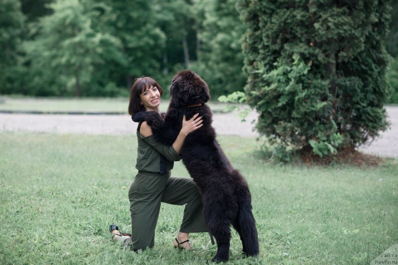 Фото: ньюфаундленд Belkonder-Klab Madam de Pompadur (Белкондер-Клаб Мадам де Помпадур), Mariya Ermachkova (Мария Ермачкова)