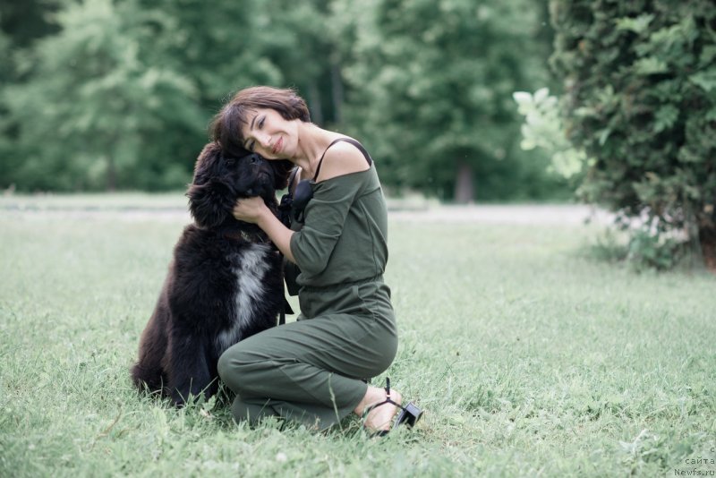 Фото: ньюфаундленд Belkonder-Klab Madam de Pompadur (Белкондер-Клаб Мадам де Помпадур), Mariya Ermachkova (Мария Ермачкова)