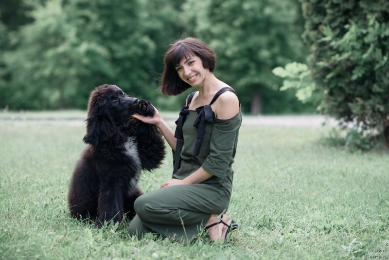 Фото: ньюфаундленд Belkonder-Klab Madam de Pompadur (Белкондер-Клаб Мадам де Помпадур), Mariya Ermachkova (Мария Ермачкова)