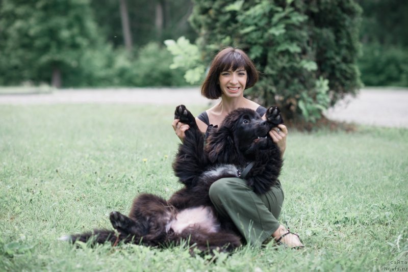 Фото: ньюфаундленд Belkonder-Klab Madam de Pompadur (Белкондер-Клаб Мадам де Помпадур), Mariya Ermachkova (Мария Ермачкова)