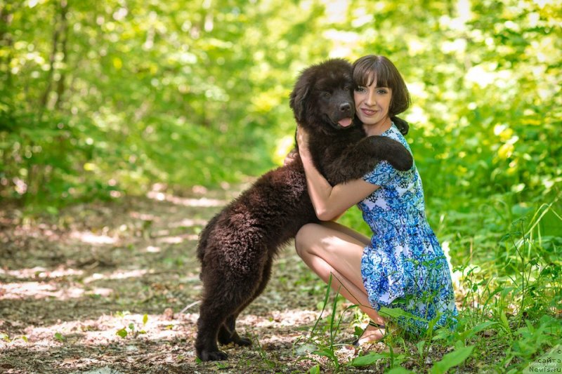 Фото: ньюфаундленд Moya Stihiya Red Mun (Моя Стихия Ред Мун), Mariya Ermachkova (Мария Ермачкова)