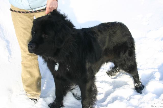 Фото: ньюфаундленд Kaiden Playful (Кайден Плейфул)