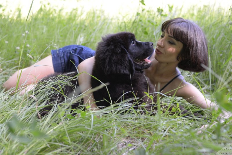 Фото: ньюфаундленд Moya Stihiya Red Mun (Моя Стихия Ред Мун), Mariya Ermachkova (Мария Ермачкова)