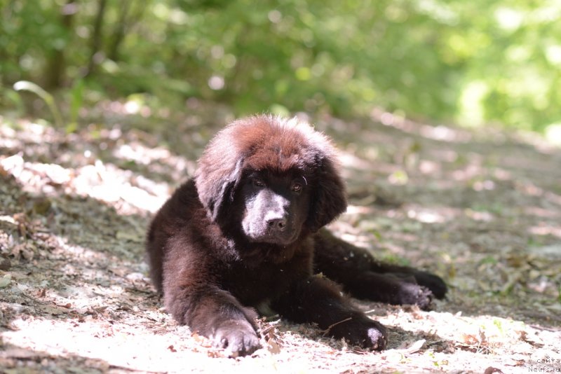 Фото: ньюфаундленд Moya Stihiya Red Mun (Моя Стихия Ред Мун)