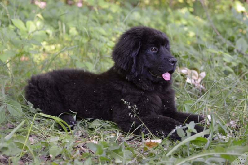 Фото: ньюфаундленд Moya Stihiya Red Mun (Моя Стихия Ред Мун)