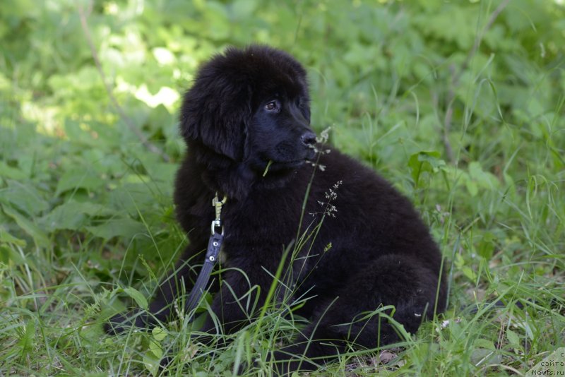 Фото: ньюфаундленд Moya Stihiya Red Mun (Моя Стихия Ред Мун)