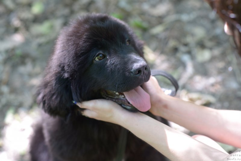 Фото: ньюфаундленд Moya Stihiya Red Mun (Моя Стихия Ред Мун)