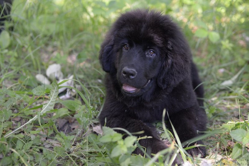 Фото: ньюфаундленд Moya Stihiya Red Mun (Моя Стихия Ред Мун)