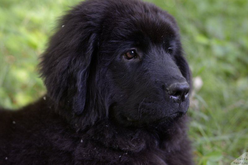 Фото: ньюфаундленд Moya Stihiya Red Mun (Моя Стихия Ред Мун)