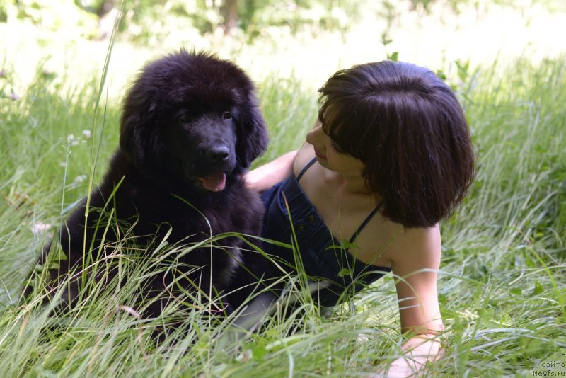 Фото: ньюфаундленд Moya Stihiya Red Mun (Моя Стихия Ред Мун), Mariya Ermachkova (Мария Ермачкова)