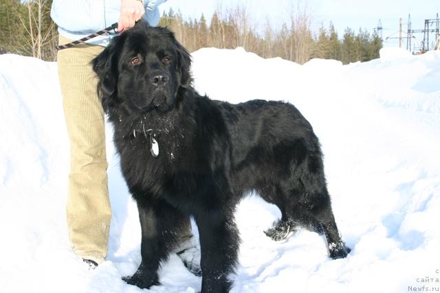 Фото: ньюфаундленд Kaiden Playful (Кайден Плейфул)