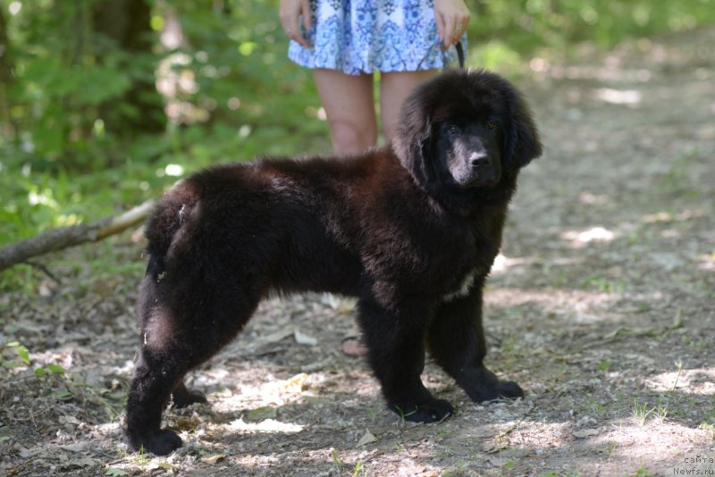 Фото: ньюфаундленд Moya Stihiya Red Mun (Моя Стихия Ред Мун)
