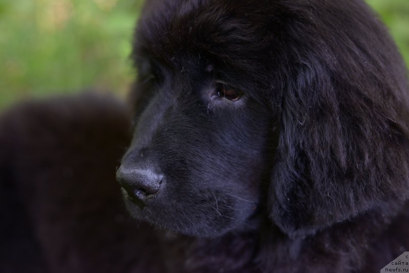 Фото: ньюфаундленд Moya Stihiya Red Mun (Моя Стихия Ред Мун)