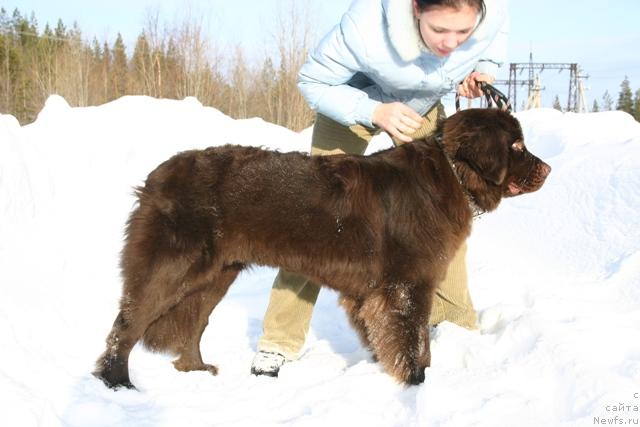 Фото: ньюфаундленд Zolushka Hrustal'naya Tufel'ka (Золушка Хрустальная Туфелька), Evgeniya Ivanova (Евгения Иванова)