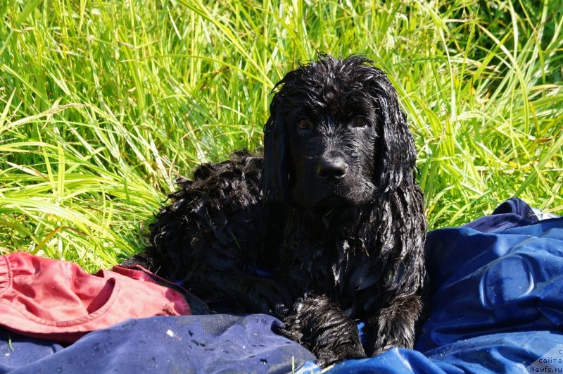 Фото: ньюфаундленд Moya Stihiya Red Mun (Моя Стихия Ред Мун)