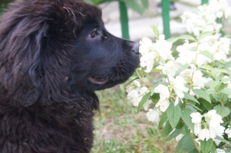 Фото: ньюфаундленд Moya Stihiya Red Mun (Моя Стихия Ред Мун)