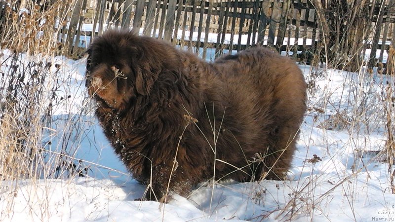 Фото: ньюфаундленд Ul'rika Snou Kvin (Ульрика Сноу Квин)