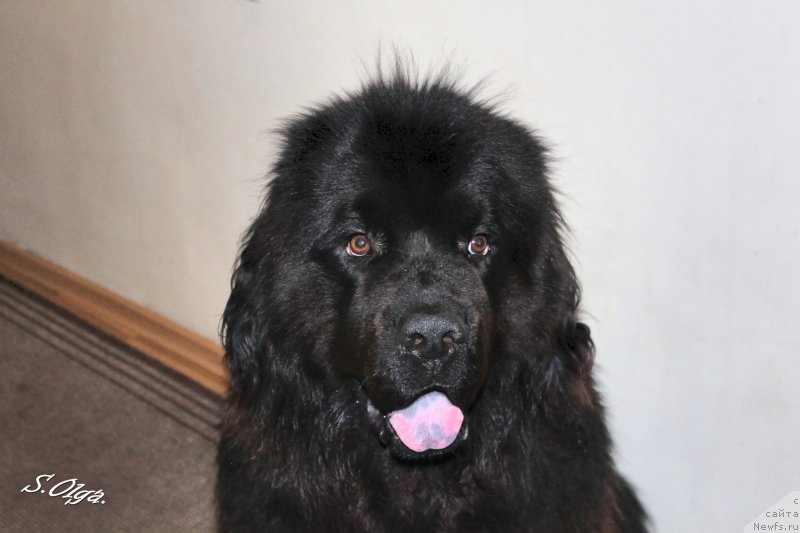 Фото: ньюфаундленд Kozyrniy Tuz s Berega Dona (Козырный Туз с Берега Дона)