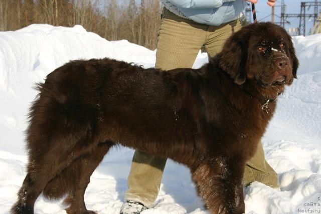 Фото: ньюфаундленд Zolushka Hrustal'naya Tufel'ka (Золушка Хрустальная Туфелька)