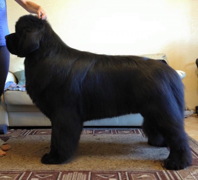 Фото: ньюфаундленд Aquatoriya Kelvin Yuventus (Акватория Келвин Ювентус)