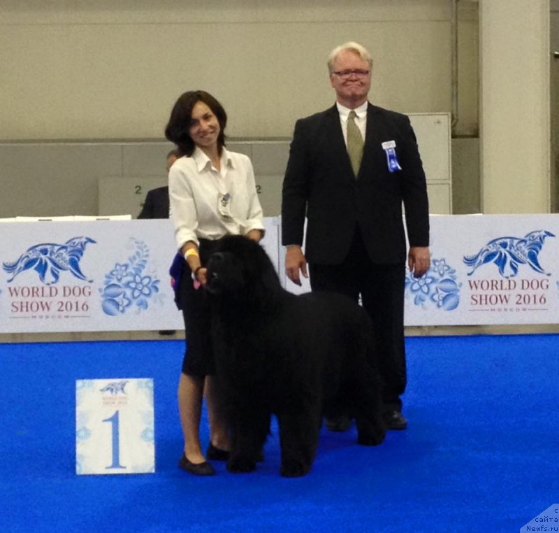 Фото: ньюфаундленд Aquatoriya Kelvin Yuventus (Акватория Келвин Ювентус), Aleksandra Fetisova (Александра Фетисова)