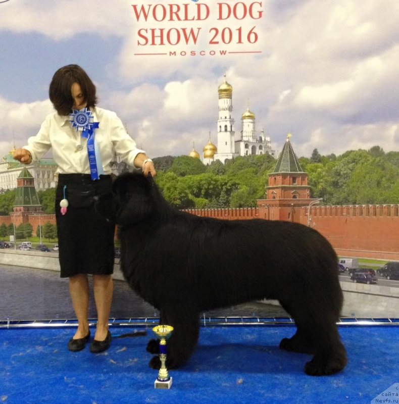 Фото: ньюфаундленд Aquatoriya Kelvin Yuventus (Акватория Келвин Ювентус)