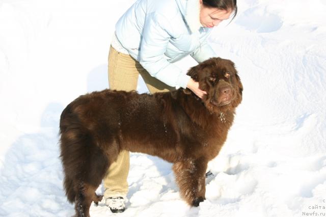 Фото: ньюфаундленд Zolushka Hrustal'naya Tufel'ka (Золушка Хрустальная Туфелька)
