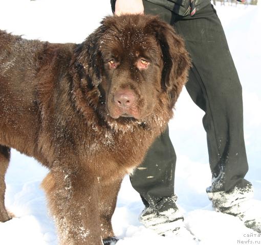 Фото: ньюфаундленд Zolushka Hrustal'naya Tufel'ka (Золушка Хрустальная Туфелька)