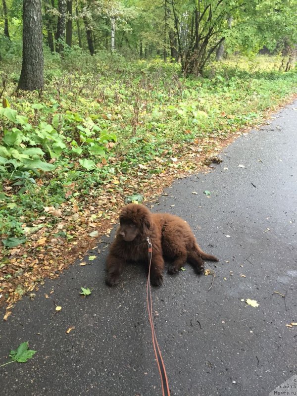 Фото: ньюфаундленд Braunblad MSK Lavli Favorit (Браунблад МСК Лавли Фаворит)