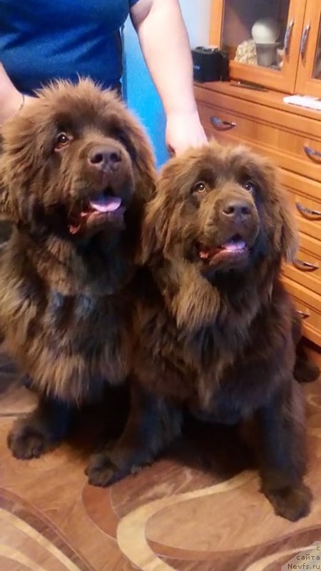 Фото: ньюфаундленд Braunblad MSK Daymond Maks (Браунблад МСК Даймонд Макс), ньюфаундленд Brownblood MSK Darlina Joy (Браунблад МСК Дарлина Джой)