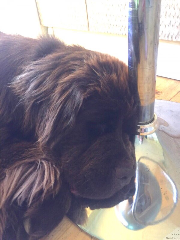 Фото: ньюфаундленд Braunblad MSK Donna Goldi (Браунблад МСК Донна Голди)