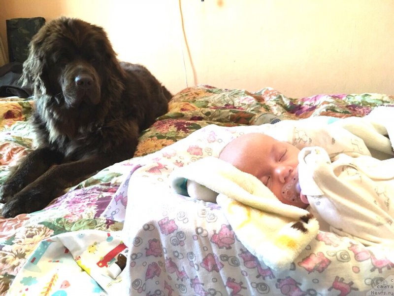 Фото: ньюфаундленд Brownblood MSK Darley Rinna (Браунблад МСК Дарли Ринна)