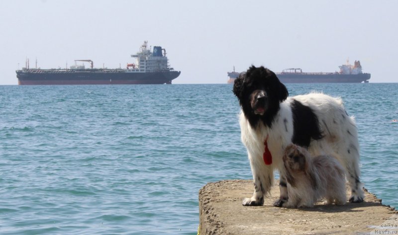 Фото: ньюфаундленд Sent Djons Isida (Сент Джонс Исида)