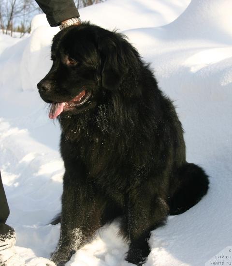 Фото: ньюфаундленд Kaiden Playful (Кайден Плейфул)