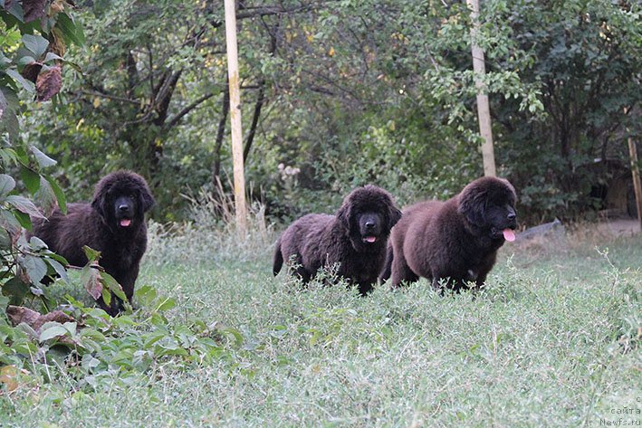 Фотография № 239240