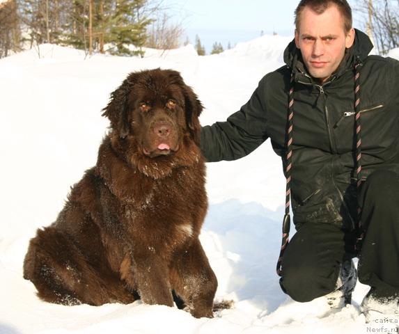 Фото: ньюфаундленд Zolushka Hrustal'naya Tufel'ka (Золушка Хрустальная Туфелька), Aleksandr Kochmarev (Александр Кочмарев)