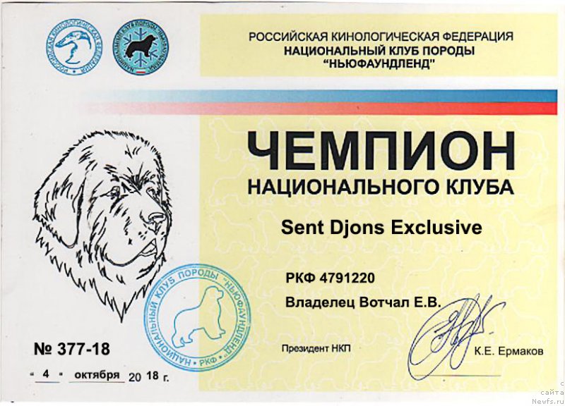 Фото: ньюфаундленд Sent Djons Exclusive (Сент Джонс Эксклюзив)