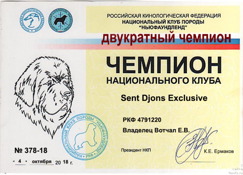 Фото: ньюфаундленд Sent Djons Exclusive (Сент Джонс Эксклюзив)