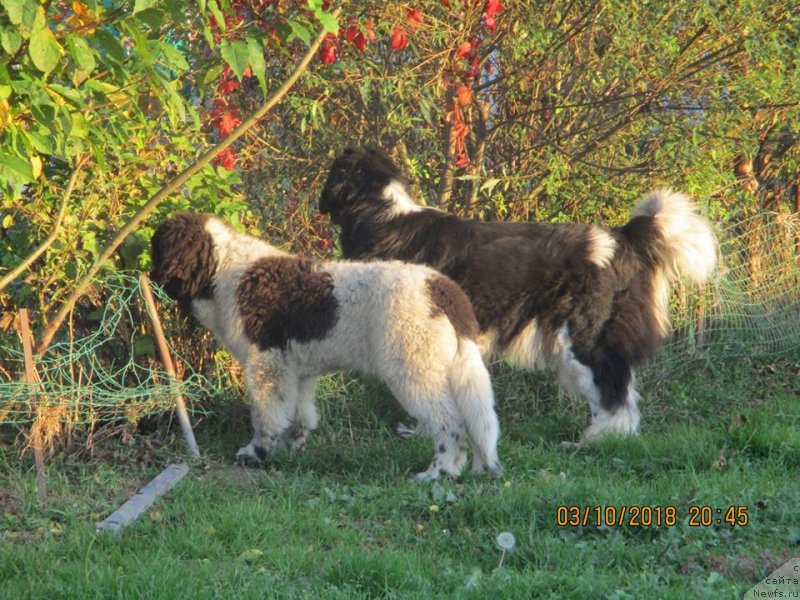 Фото: ньюфаундленд Dobryinya ot Karel'skih Medvedey (Добрыня от Карельских Медведей)