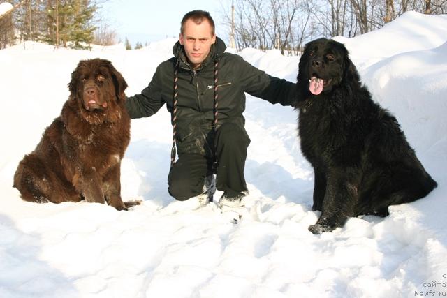 Фото: ньюфаундленд Zolushka Hrustal'naya Tufel'ka (Золушка Хрустальная Туфелька), Aleksandr Kochmarev (Александр Кочмарев), ньюфаундленд Kaiden Playful (Кайден Плейфул)